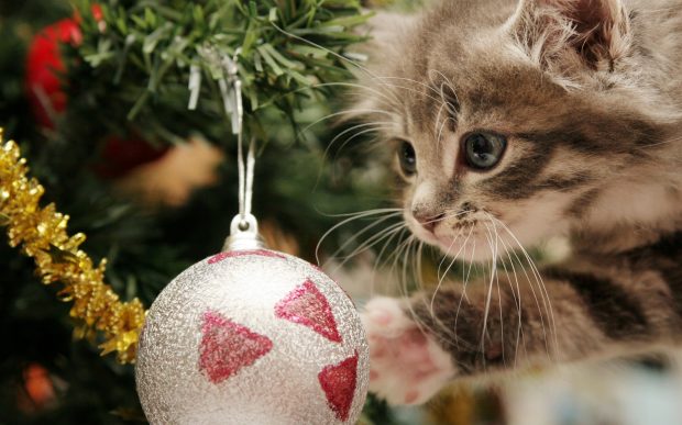 Holiday wallpaper Kitten and Christmas Tree Bulb.