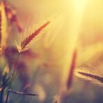 Images pictures summer wallpapers high quality.