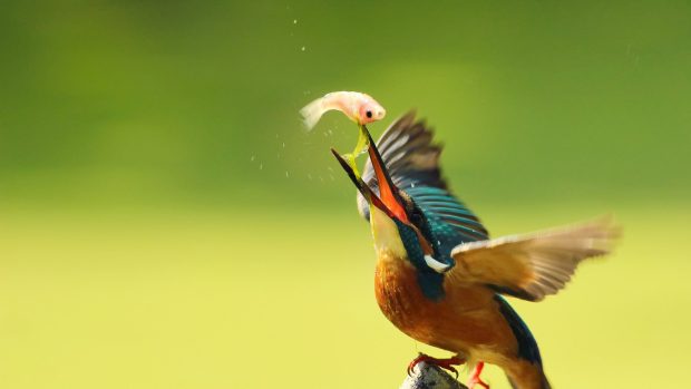 Kingfisher fishing backgrounds wallpaper HD.