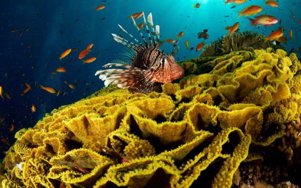 Lion Fish Ocean Wallpaper HD.