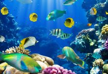 Live fish backgrounds wallpapers HD.
