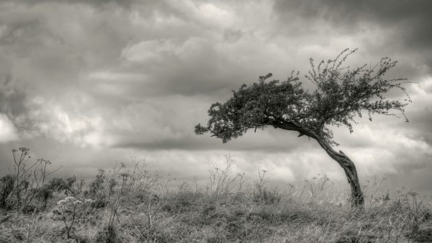 Lone Tree Wallpapers Black And White Top 2560x1440.