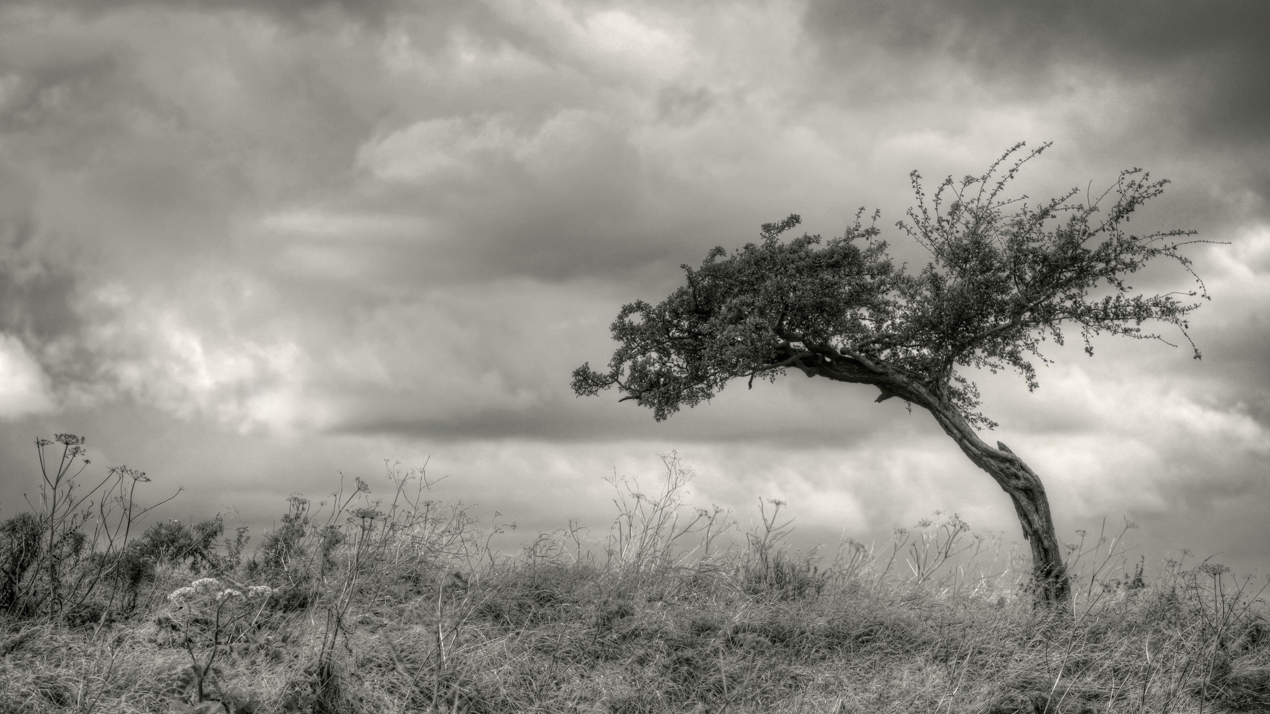  Tree  Wallpaper  Black  And White  PixelsTalk Net