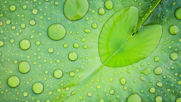 Lotus leaf drops Wallpapers HD rain