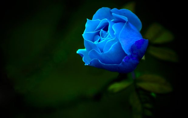 Lovely Blue Rose Desktop Wallpaper HD.