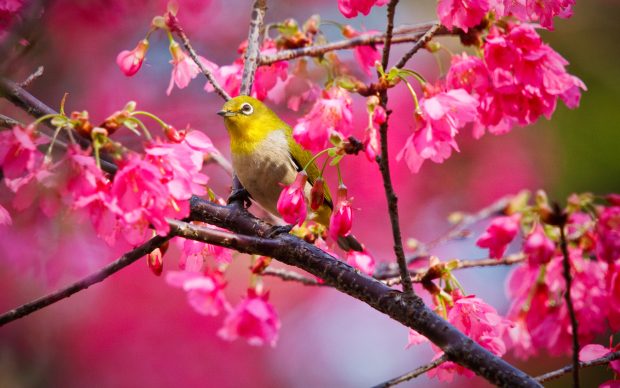 Mountain cherry bird wide Hd Wallpaper.