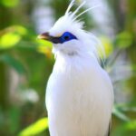 Nature Birds Wallpapers HD free download.