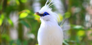Nature Birds Wallpapers HD free download.