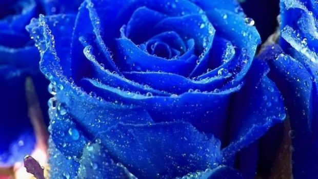 Nature Flowers Blue rose covered with dew wallpapers HD.