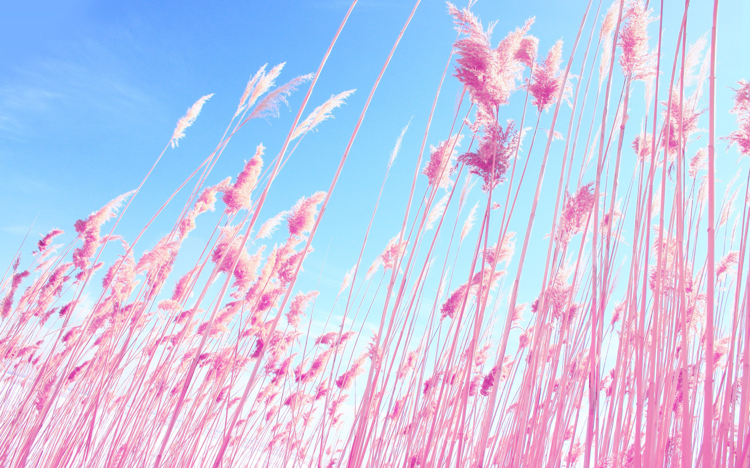 Nature pink backgrounds download.