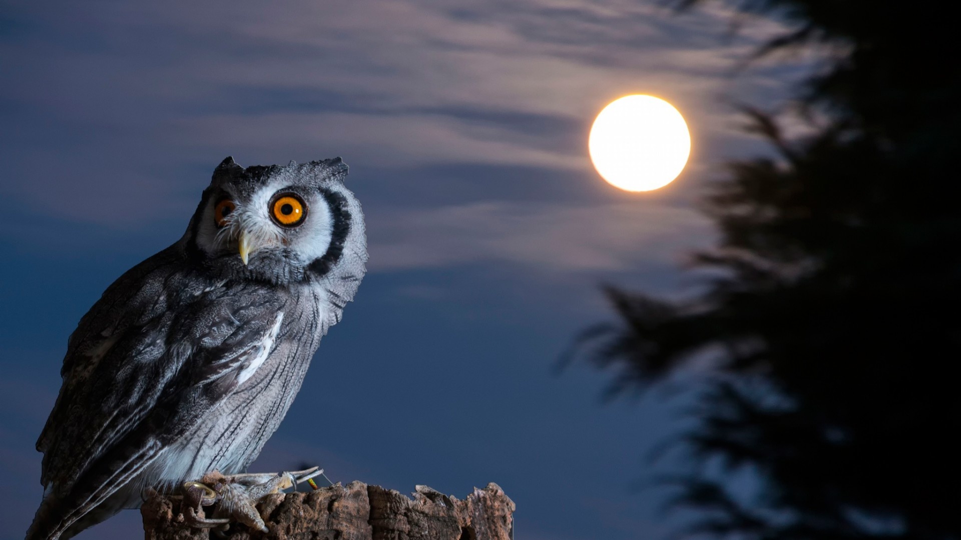 Night Owl Moon HD Wallpaper.