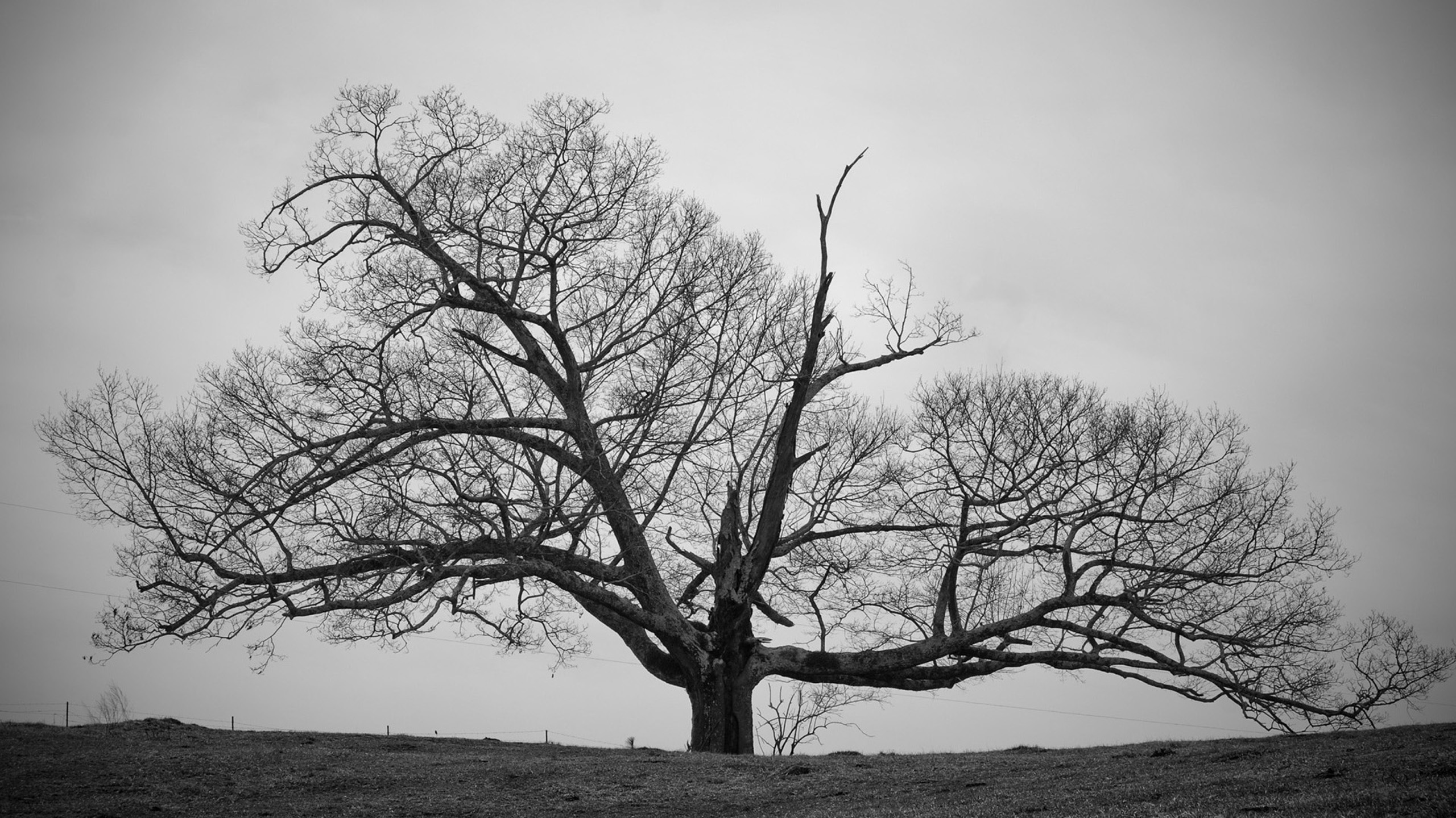 Tree Wallpaper Black And White