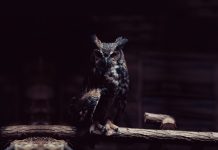 Owl Wallpaper HD download.