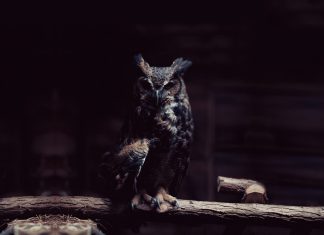 Owl Wallpaper HD download.