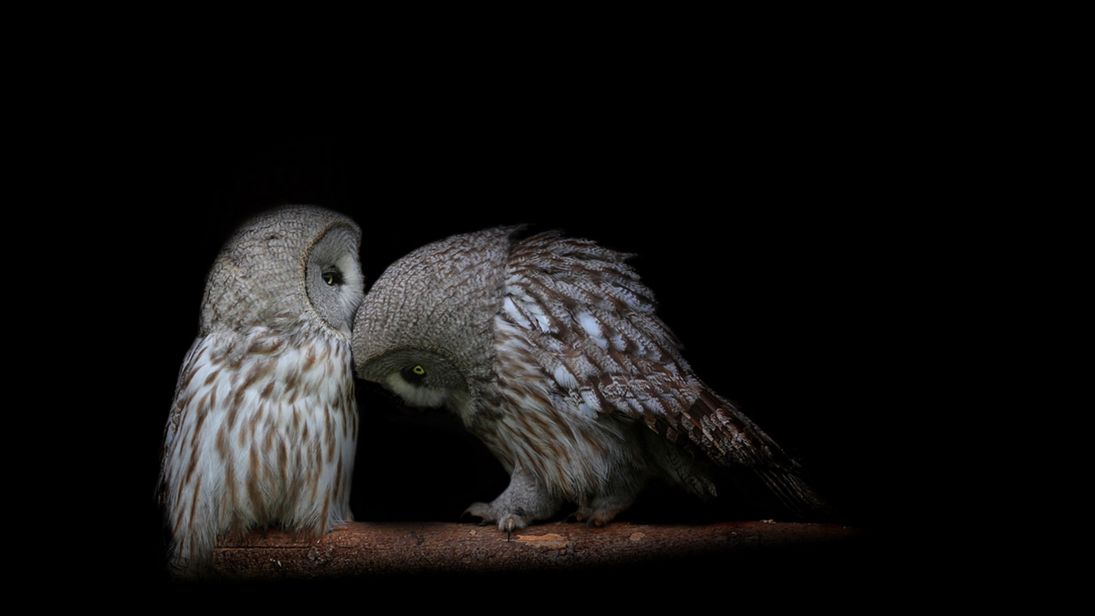 Owl couple dark background predators wallpapers 3840x2160.