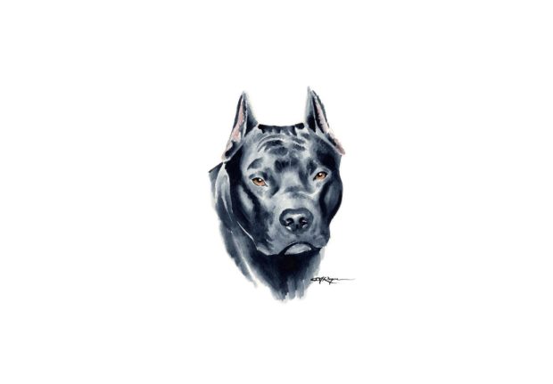 Painted pitbull.