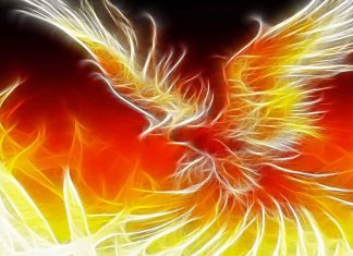Phoenix bird flame fire abstract HD wallpapers.