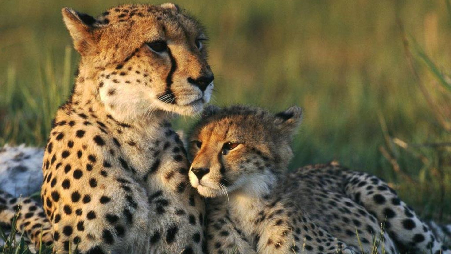 Photos download cheetah wallpapers HD.