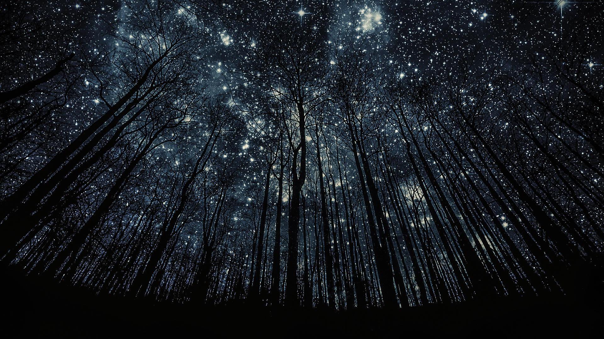 Photos manipulation forest nigth full of stars backgrounds.