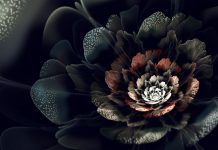 Pictures black rose HD wallpapers images.
