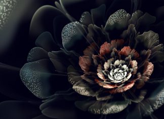 Pictures black rose HD wallpapers images.