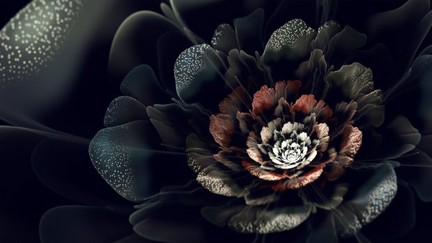 Pictures black rose HD wallpapers images.