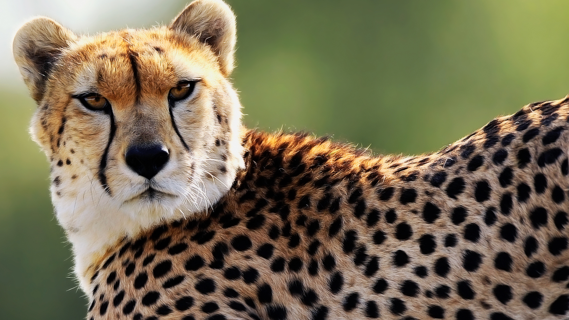 Pictures cheetah wallpapers HD.