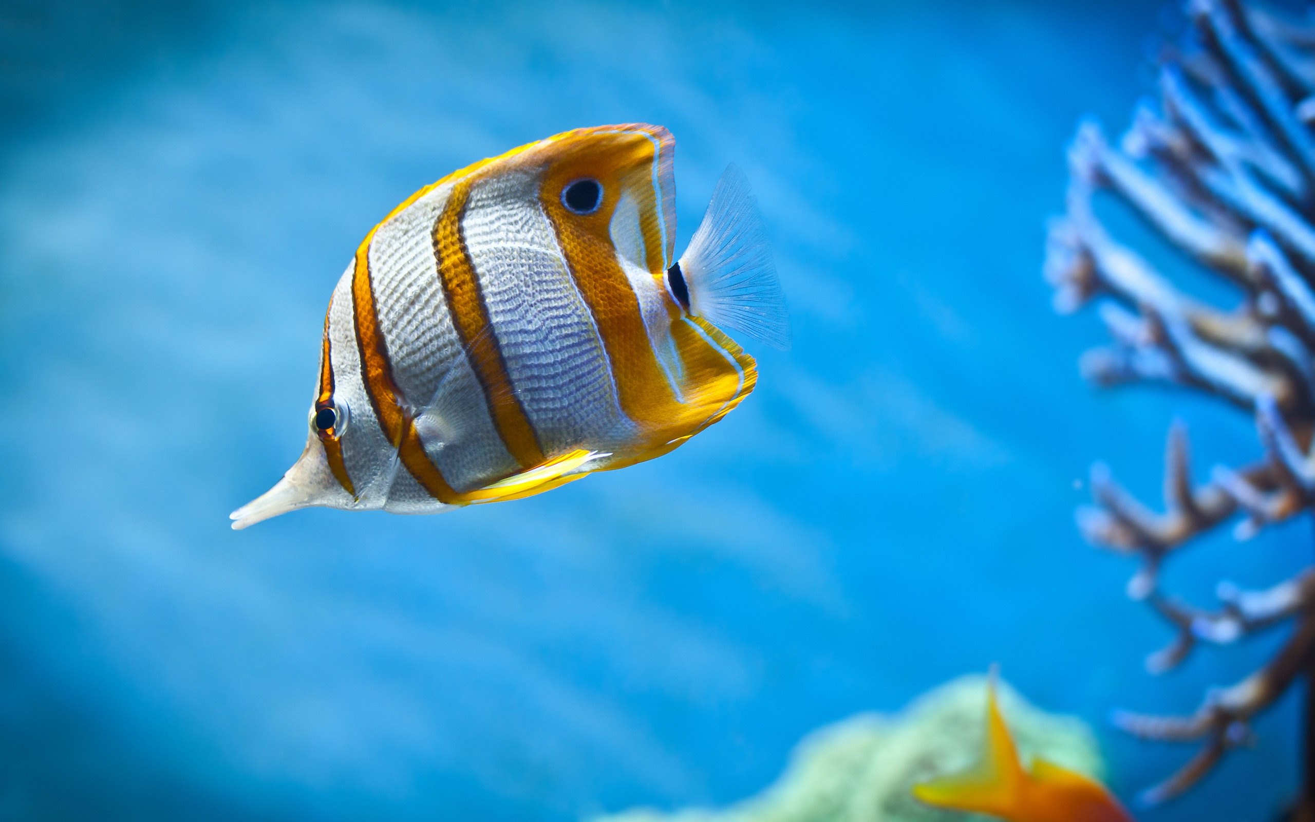 Fish Wallpapers Hd Pixelstalknet