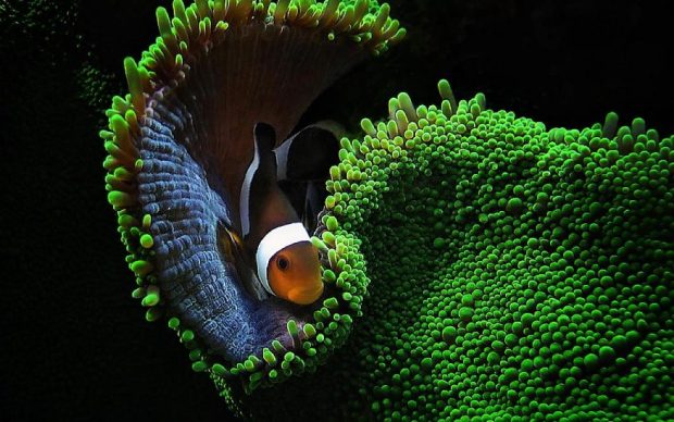Pictures images clown fish wallpapers HD.