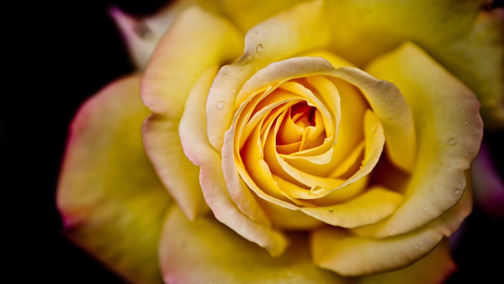 Download Yellow Rose Backgrounds | PixelsTalk.Net