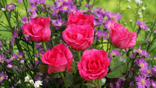 Pink Rose Flowers On The Tree Wallpaper Full HD.