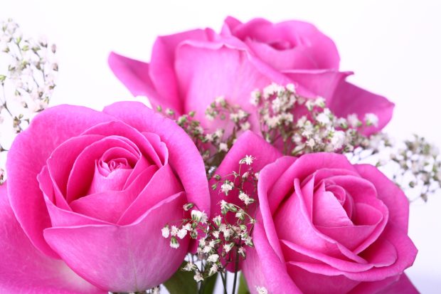 Pink Roses pictures HD Wallpapers.
