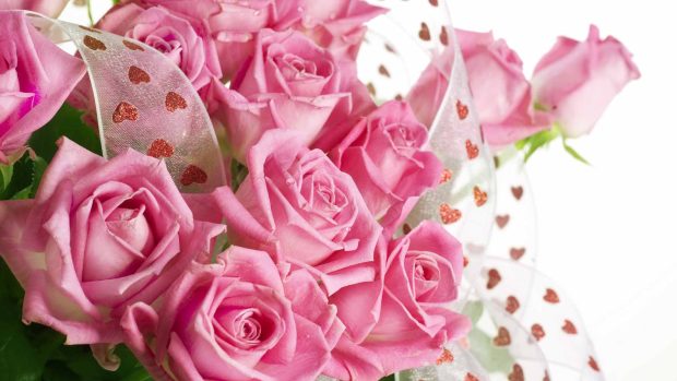 Pink rose backgrounds download.