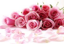 Pink rose flower images pictures.