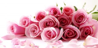 Pink rose flower images pictures.