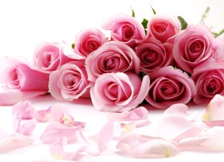 Pink rose flower images pictures.