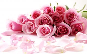Pink rose flower images pictures.