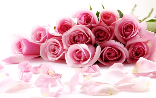 Pink rose flower images pictures.