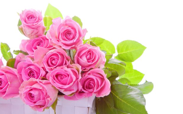 Pink rose flower images pictures HD wallpapers.