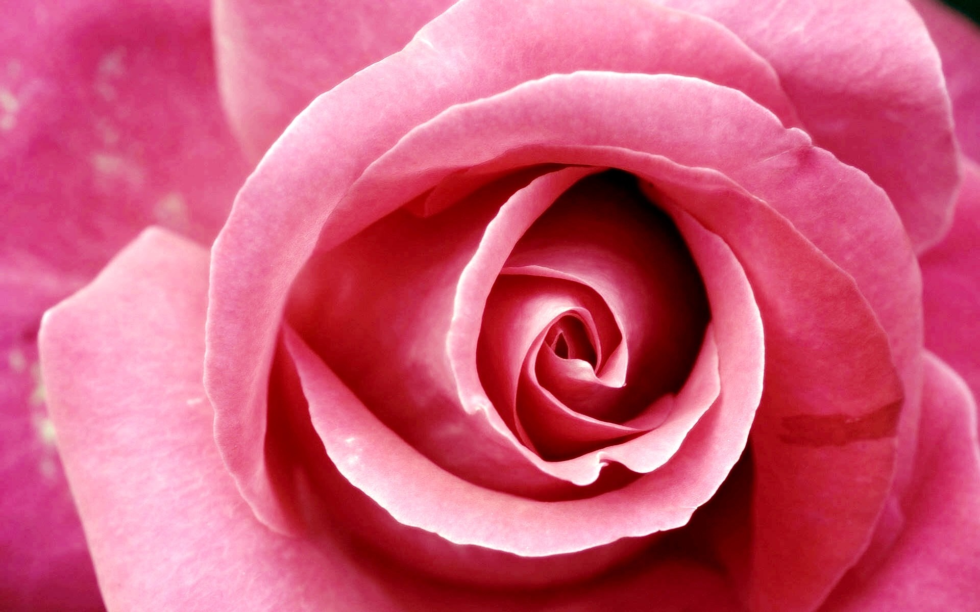 Pink Rose Pictures download free 