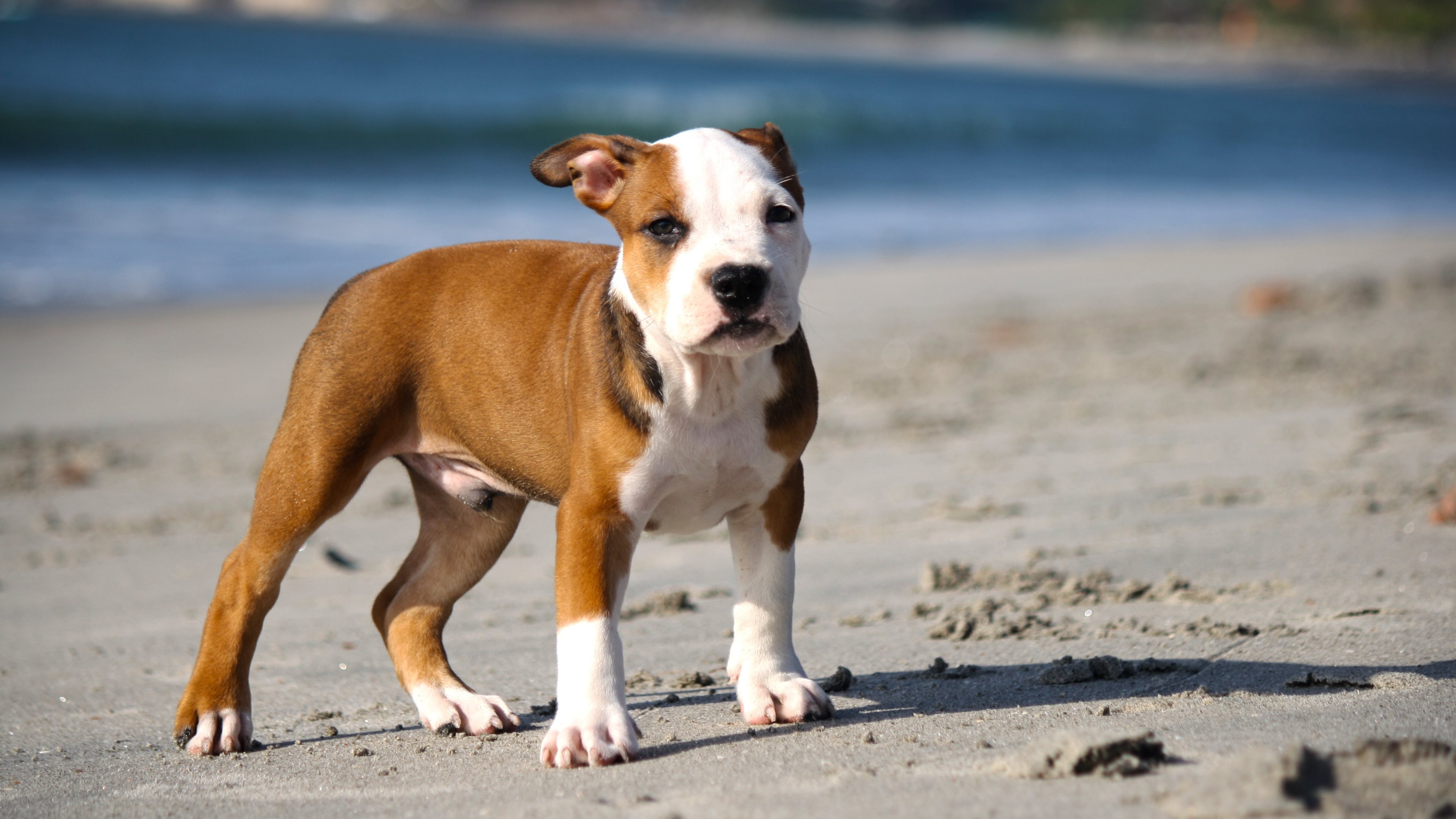 Pitbull Photos Download The BEST Free Pitbull Stock Photos  HD Images