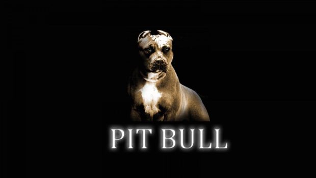 Pitbull desktop background.