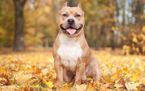 Pitbull dog desktop wallpapers.