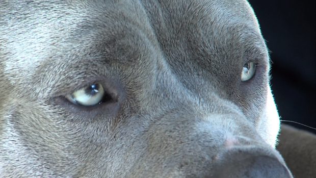 Pitbull dog eyes .