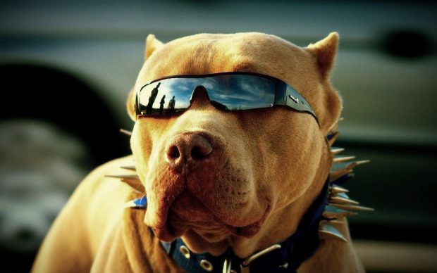 Pitbull dogs wallpapers.