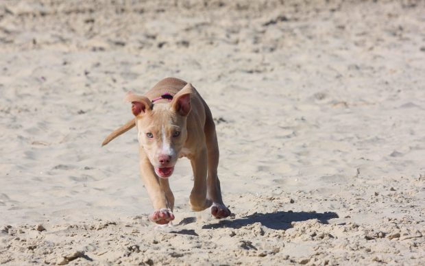 Pitbull puppy dog sand run.