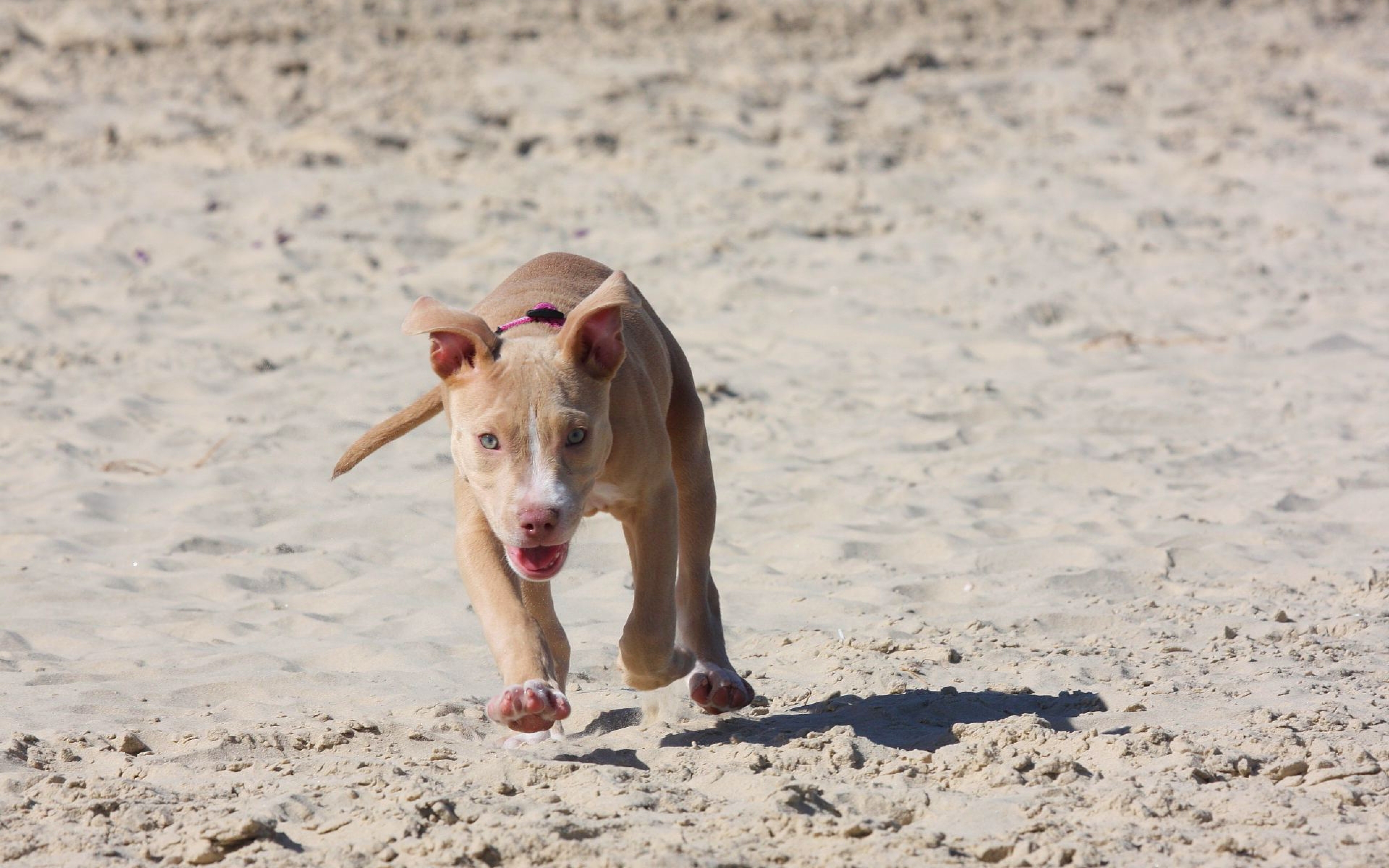 щенки песок puppies sand без смс