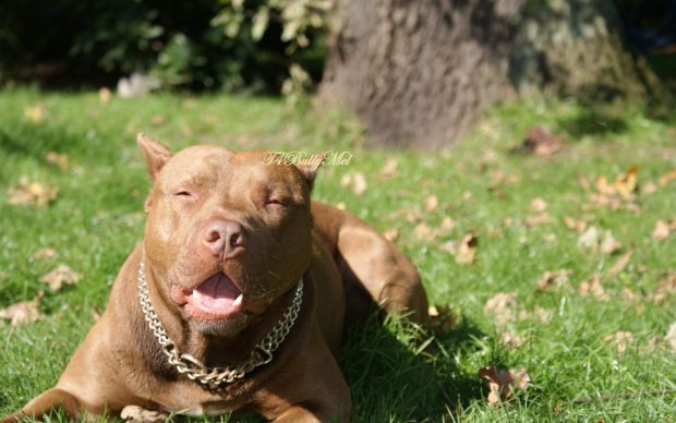 Pitbull terrier wallpaper hd.