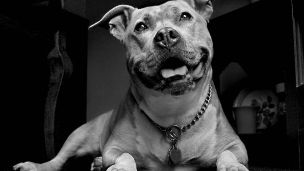 Pitbull wallpapers.