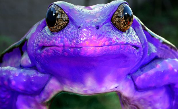 Purple frog sick frog free desktop wallpaper.